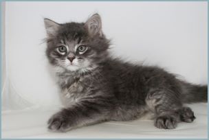 Male Siberian Kitten from Deedlebug Siberians